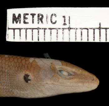 Media type: image;   Herpetology R-137674 Aspect: head lateral